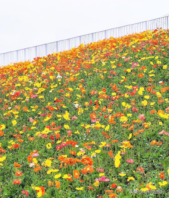 成都最美的虞美人花开了，美丽又壮观，给人震撼的视觉冲击力！