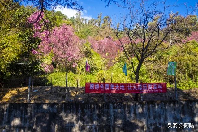 大理的樱花之美一如杭州的桂花之香,满城皆是,随处可闻