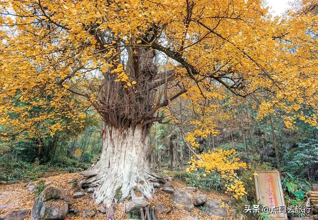 成都严重被低估的彩林徒步线路，1天轻松往返，山野壮观绚丽！