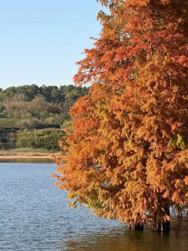季节限定，丹徒这里“红”了！
