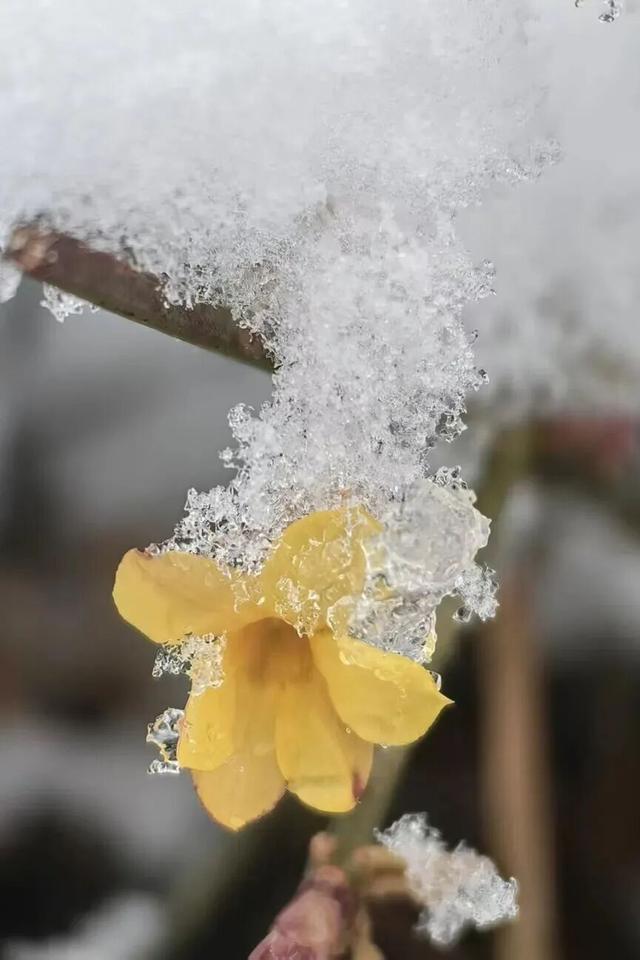 看！这是昌平雪后的美景——