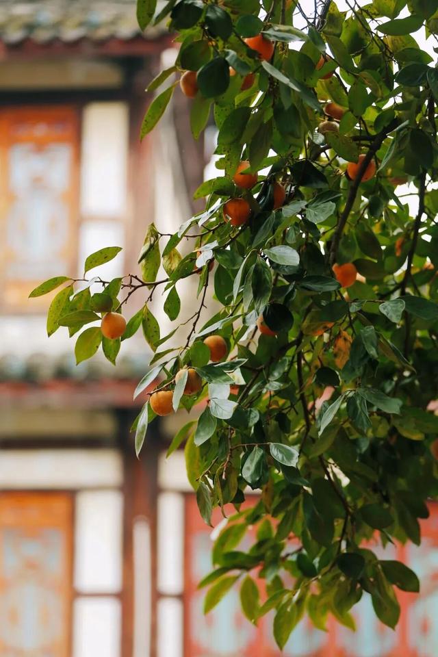 就这一口柿子，盼到冬天了！