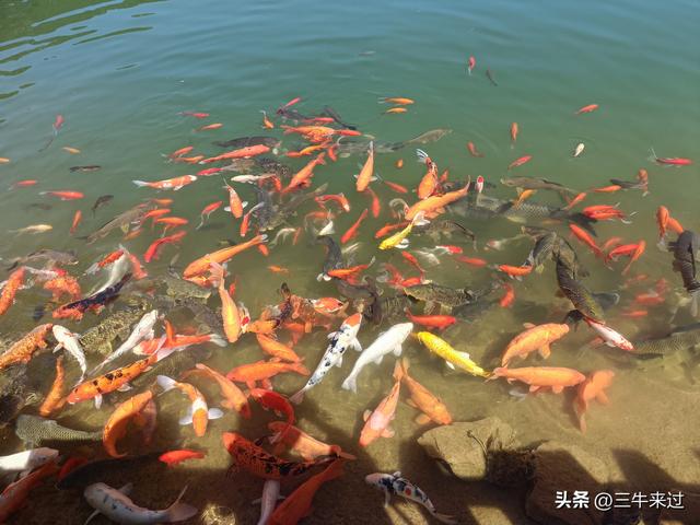 无为在歧路，白露潭溪山