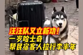 笑不活了！哈士奇狗狗在民宿帮客人拉行李上热搜！笑死在评论区！图片