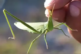 在田里抓到这些虫子，总是穿成串就地烤来吃！你还记得哪几种？图片
