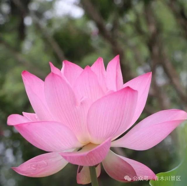 青木川 | 一叶知秋至，古镇画中游