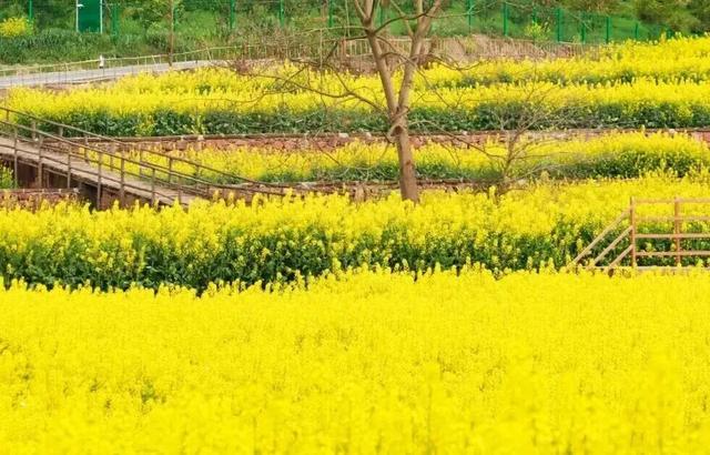 春假在金堂咋个耍？这篇推文告诉你答案→