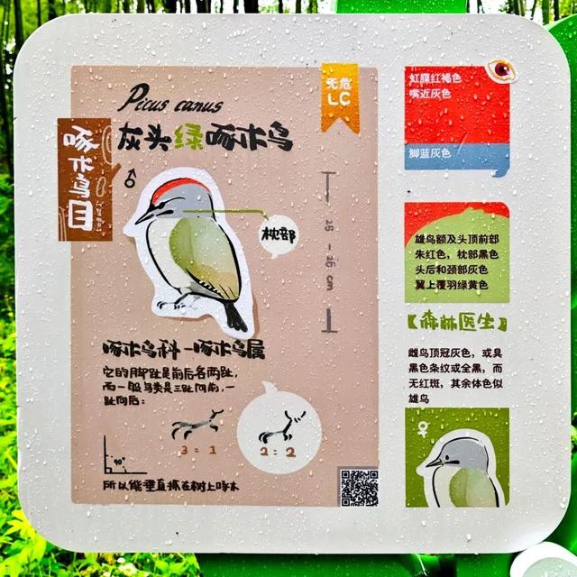 屯溪傍霞丨观鸟新手村·萌新练级刷野好去处~吃住游行全无忧！| 皖美夏日