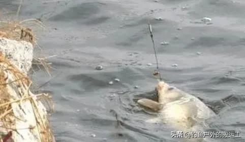 钓鱼时，鱼断线后，鱼钩挂在鱼嘴上跑了，鱼会怎么样呢？