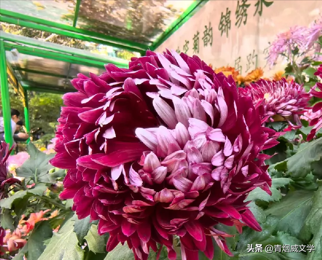 趵突菊韵 锦绣泉城