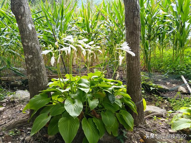 西峡二郎坪古庙遗址上发现几块古碑和千年银杏，见证了往昔的辉煌