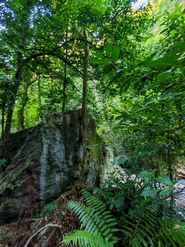侧耳听鸟语，放眼觅花魂——游勐远仙境