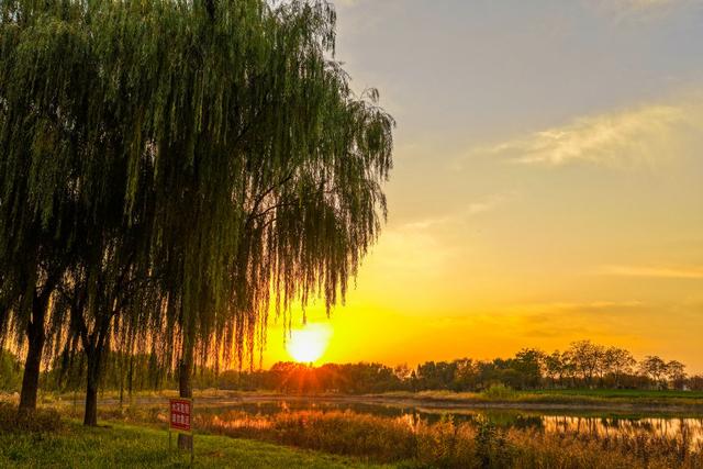 晚霞映照下的宁阳洸河湿地公园