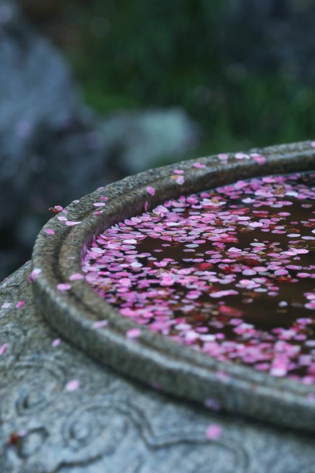 大年初十，春雨中，铁佛寺。一场六瓣梅的告别，看哭了所有人