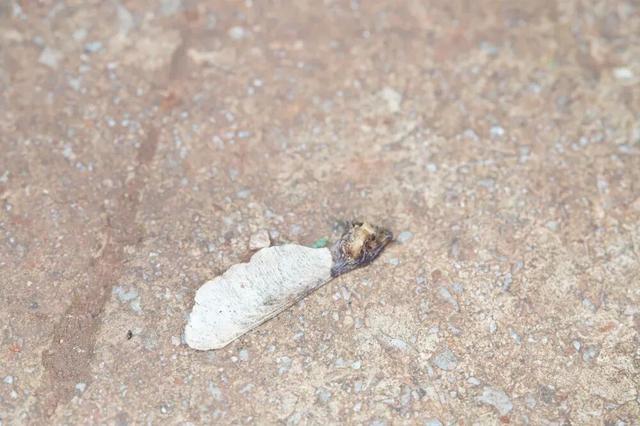 秋天不这样玩一遭，白来人间一整年