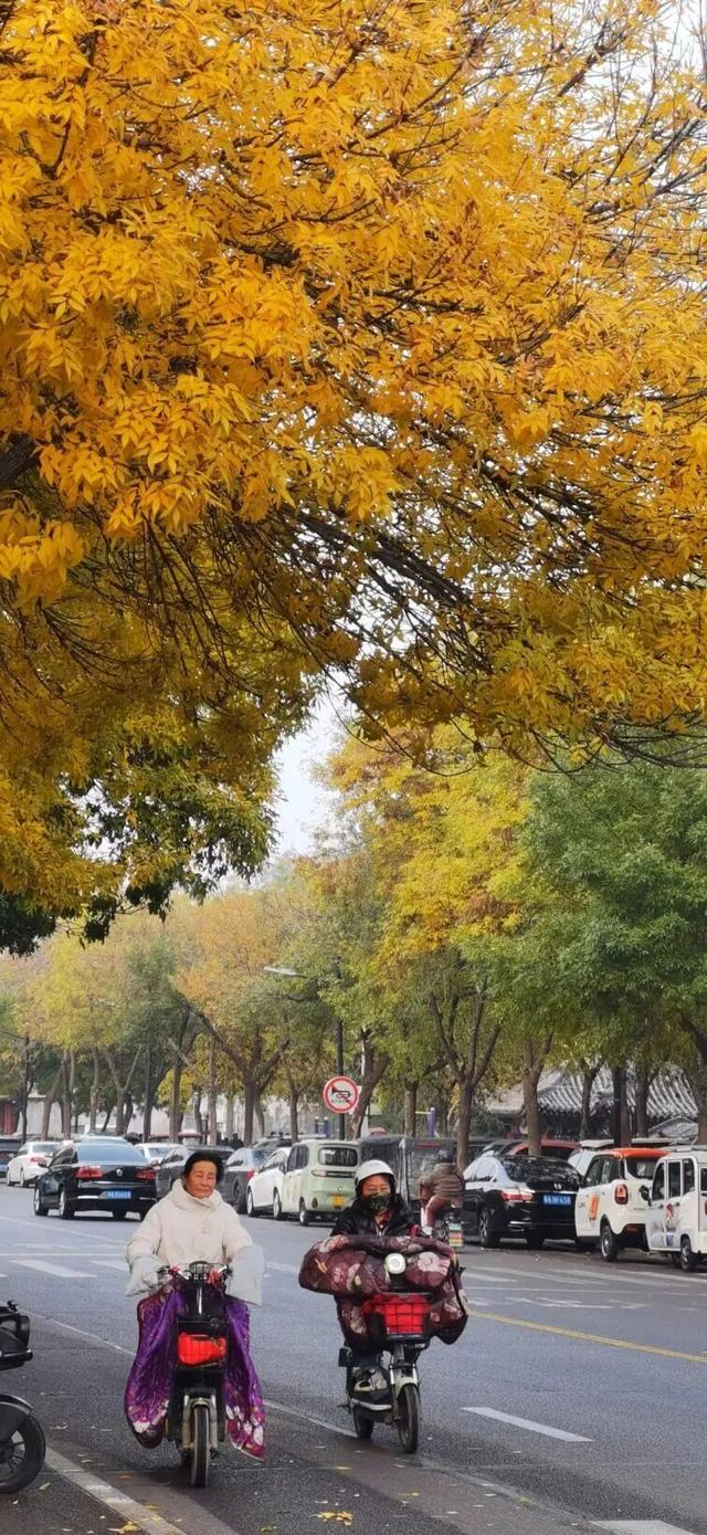 这个季节总要去趟正定，去邂逅那迷人的古建红和金秋黄！