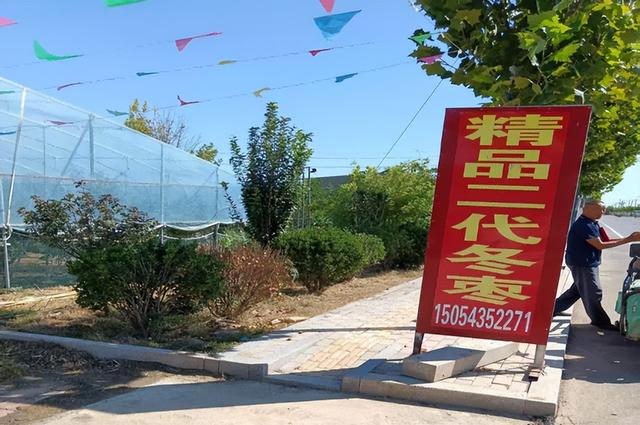 “‘枣’想遇见你”滨州“枣”味采摘路线 | 沾化冬枣、苹果、葡萄……来滨州，为你的假期“加buff”