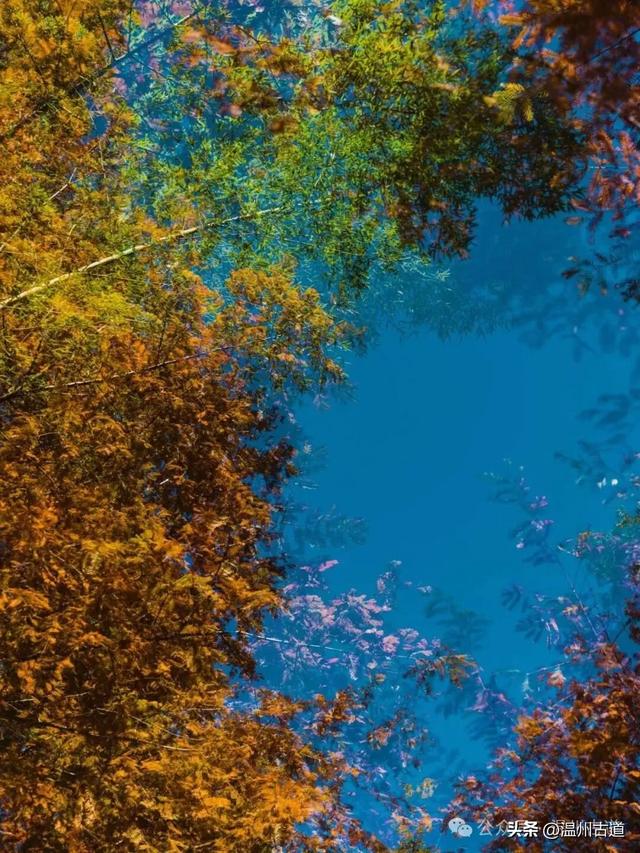 邂逅初冬醉美泽雅风情！藏于乡野的冬日艳遇，每个转角都有惊喜！