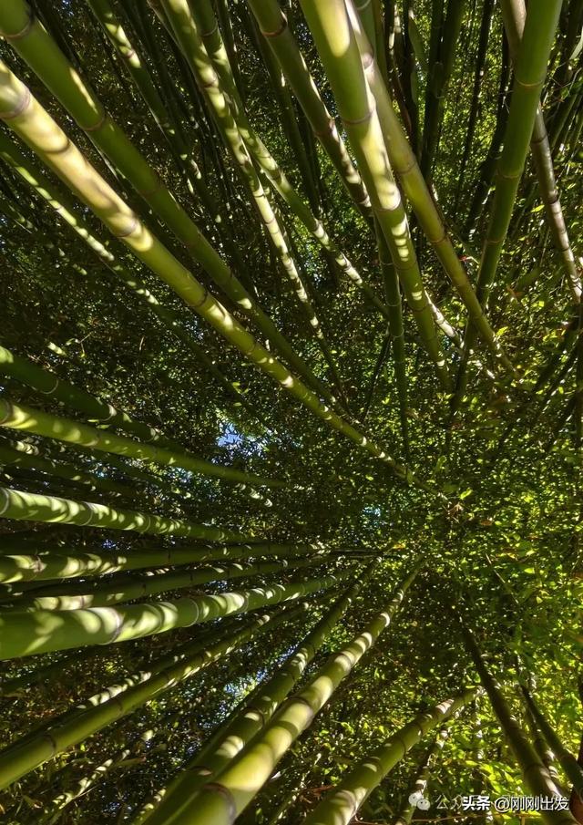 大连两片超美竹林，第二个很少有人知道
