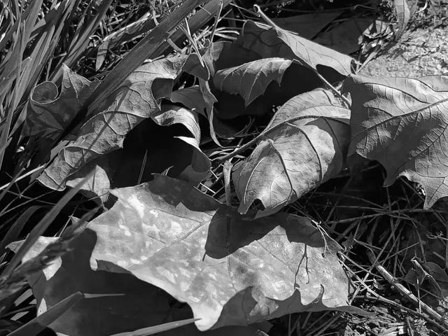 去捕捉秋的痕迹，一键点亮贵清山遮阳山景区的秋天！