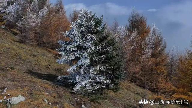 五台山景区雾凇奇观：金秋银装绘就冰雪童话