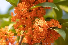 如何区分丹桂、金桂、银桂、四季桂？这份指南快收藏！图片