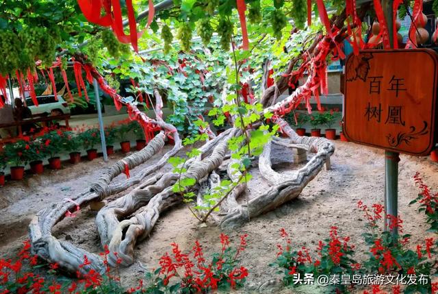 邂逅秦皇岛百年葡萄树，逛酒庄、品红酒、宿葡园，开启“藤”下慢时光！