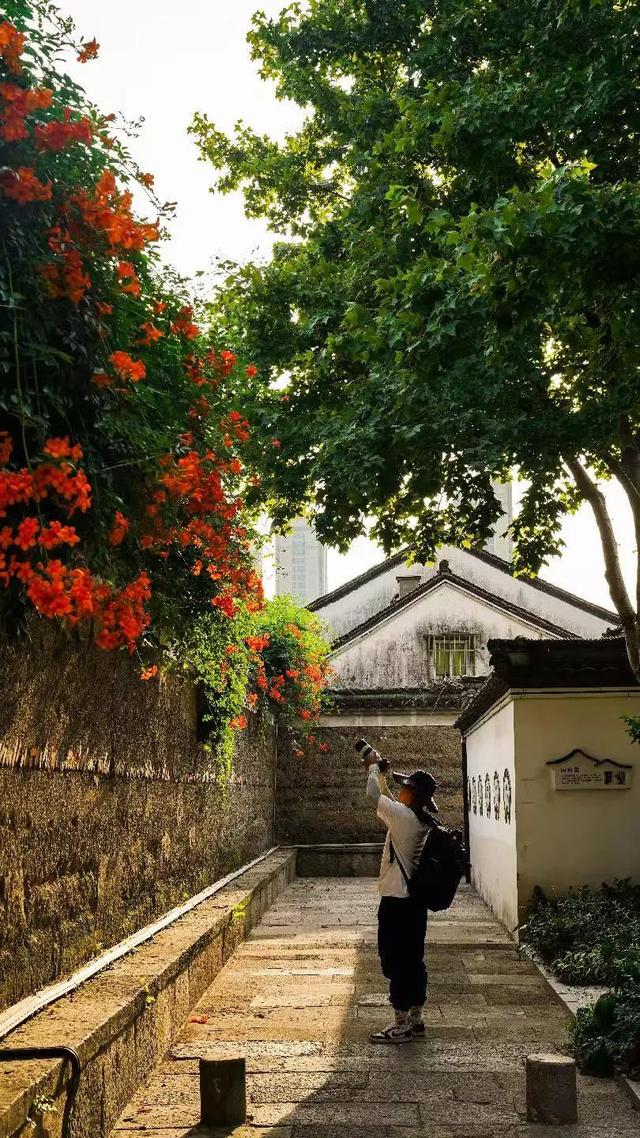 夏日限定凌霄花！带上这份指南来打卡