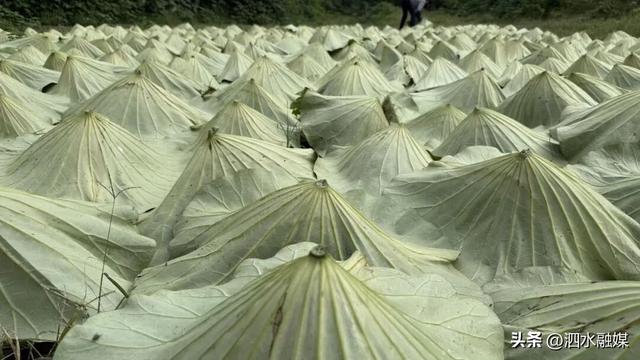 咔嚓🤳！抓住济宁秋天的“小尾巴”~