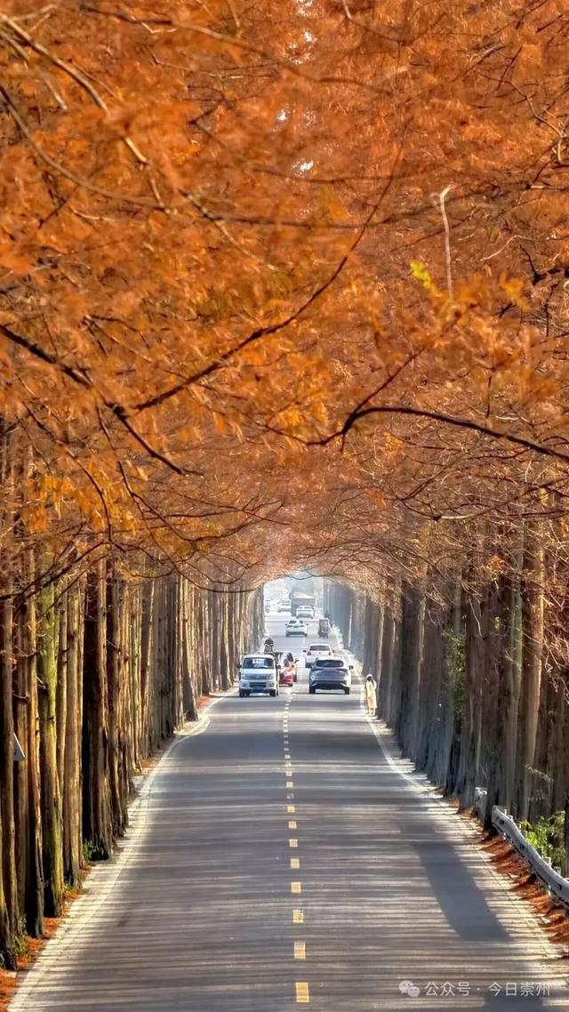 免费又出片！崇州初冬宝藏秘境，美到封神！
