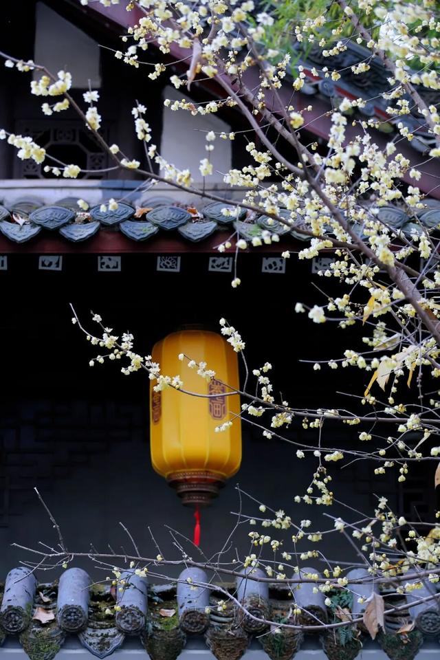 寒风再烈、冬日再冷，蜡梅照样艳压全场！