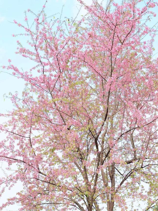 赏花何必等春！这个冬天，成都花儿都开men了→