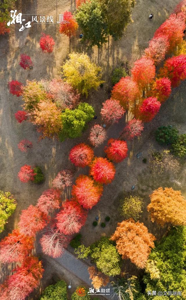 红了！湖南“追枫”地图更新
