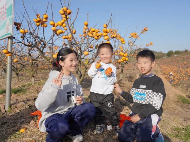 柴桑区新塘乡胡桥村：千亩柿红引客来