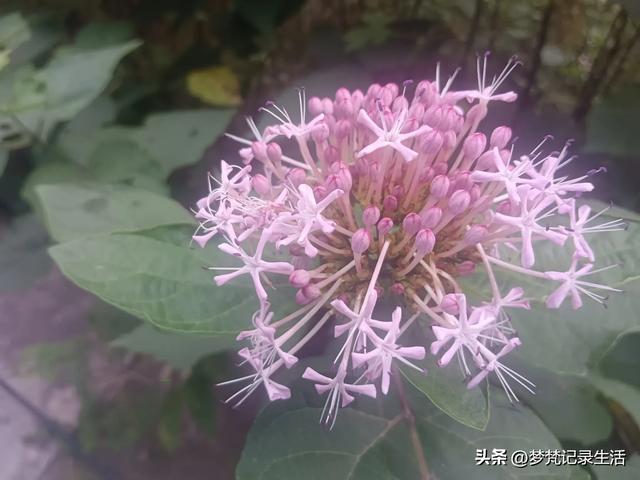 我最近热衷废墟游因为多少总会有收获,加油!我的胜利已近在眼前