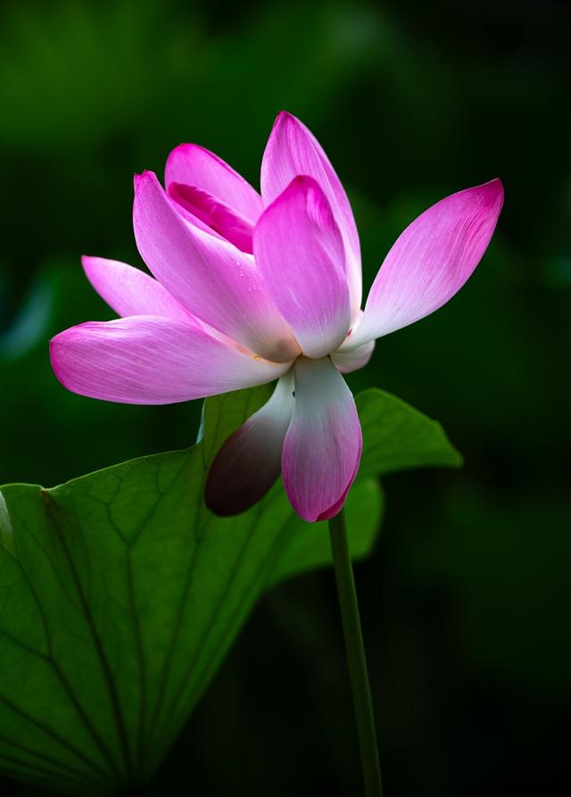 北海公园的荷花有很大的不同，美艳动人