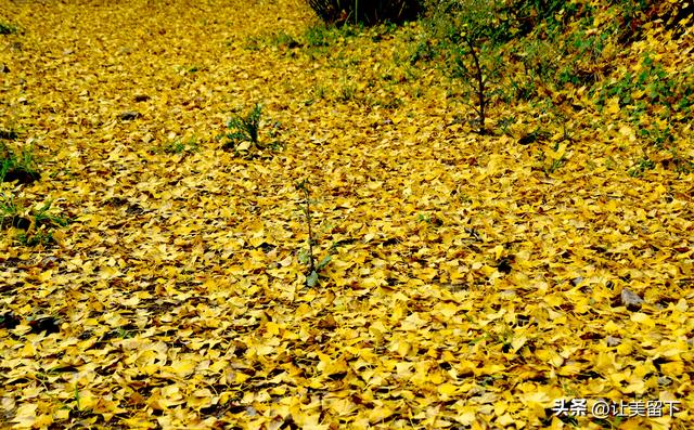 贵州贵阳乌当区百宜镇拐吉村的银杏树叶梯次金黄