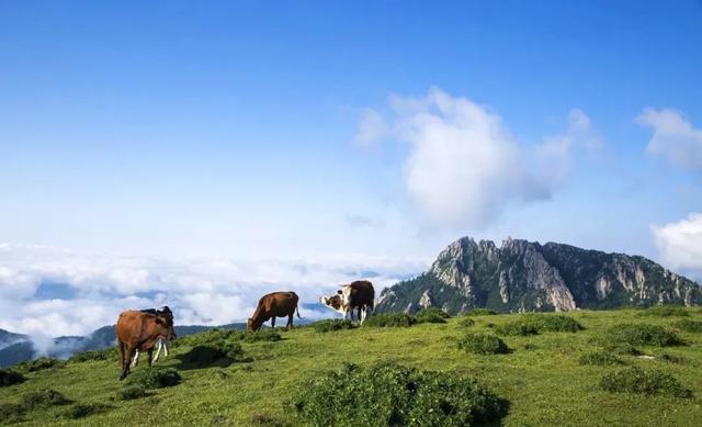 大同古城 ⇌ 芦芽山！大同景区直通车再添新线路