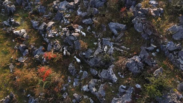 “镇”好遇见丨发现个宝藏小镇！就在桐梓这里~