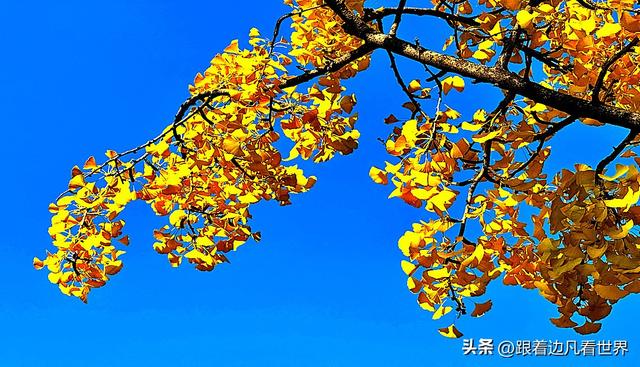 昆明蓝配翠湖银杏黄——藏着昆明最温柔的冬天