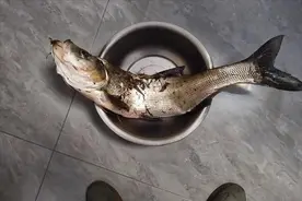 钓翘嘴，这样钓就行了！上鱼效率非常高，最高一天钓过三十斤！图片