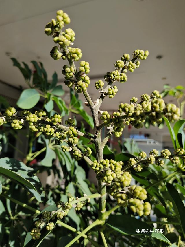 幼儿爱看电视，总眨眼如何应对？