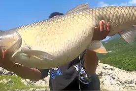 男子在湖北清江钓到一条大草鱼，体重超过50斤，网友：这是变异了图片