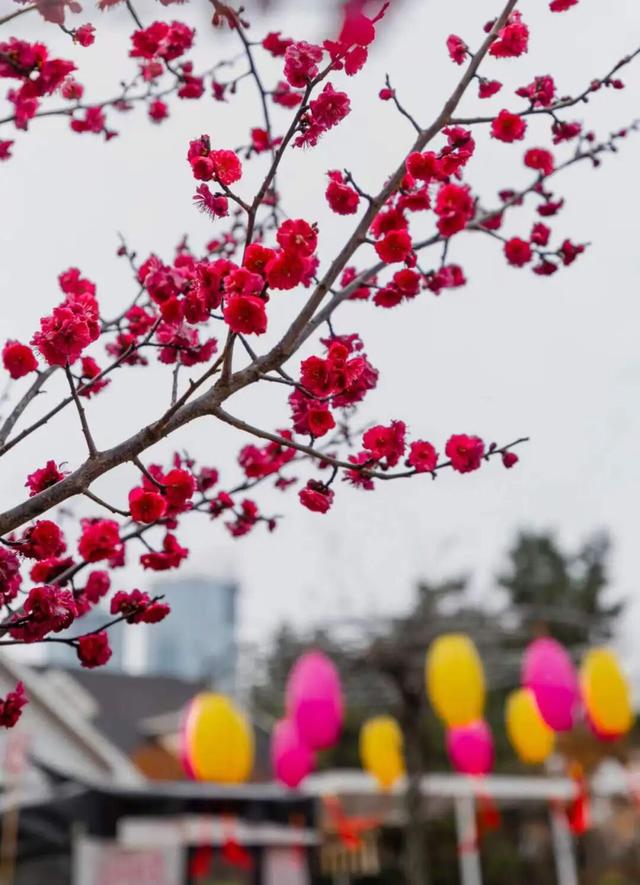 即将进入颜值巅峰！就在日照这些地方！