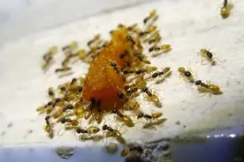 车上有蚂蚁怎么消灭最彻底：车主必备的蚂蚁消灭秘籍图片