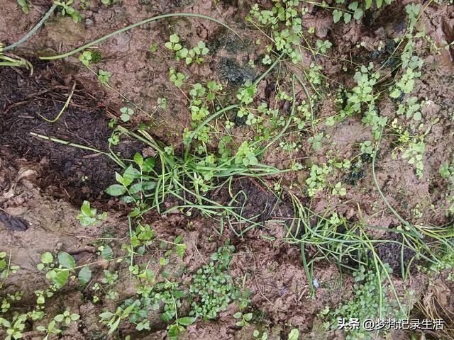 肉松的心思不难猜，低气压制造者每天都在源源不断地生产低气压
