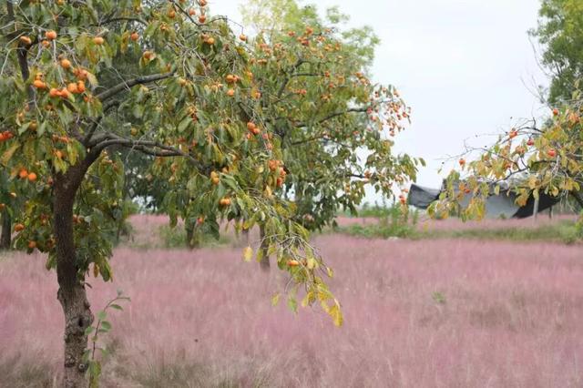跟着色彩游临沂 | 柿子熟了・田园采摘之旅，承包你的秋日快乐