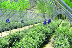 太行山上的绿色“致富经”——近距离感受石家庄山区县乡村振兴新实践图片