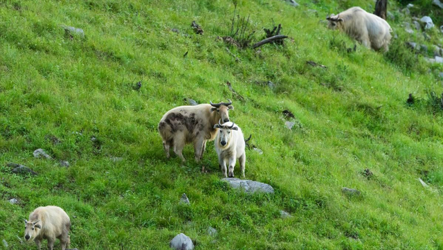 37岁强驴穿越鳌太线失联，在暴风雪中产生幻觉，最终结果如何？