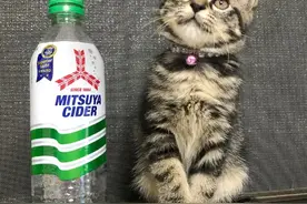 拿矿泉水瓶为参照物，记录小猫的成长！崽崽真是又乖又帅！图片